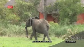 A Young African Elephant grazing, Looking at the camera and walking off