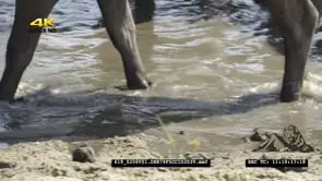 Cape Buffalo MCU of walking through muddy water on riverbank