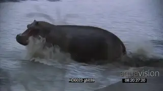 Hippo pod resting in water social behaviour Hippo agitated running splashing water.