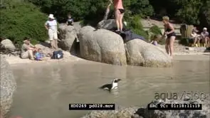 African Penguins on Boulders beach, between bathers and beachgoers