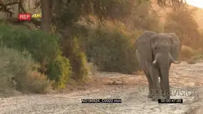 Desert elephant walking in the dry Hoanib riverbed in early morning light