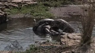 Indian Python killing and swallowing Spotted Deer in a pond MWS