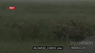 Two Cheetah (Acinonyx jubatus) walking in high grasses hunting stalking and scouting.