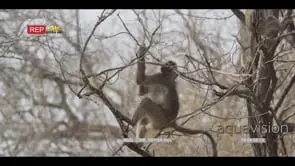 Chacma Baboon sitting moving and eating on tree MLS