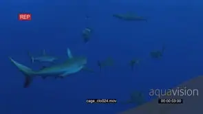 School of Grey Reef Sharks swimming around bait underwater in ocean LS HAND