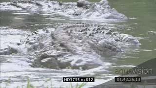 Crocodile emerges from water, lays down on bank MCU; XCU