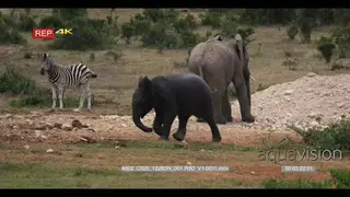 Elephant baby running to elephant herd inside waterhole zebra standing nearby