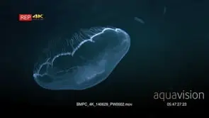The delicate Moon Jellyfish pulsates through the water of Uet era Ngermeuangel , Big…
