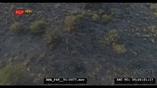 Aerial Drone African lions sleeping resting near bushes