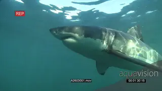 Great White Shark gently swimming around underwater in ocean passing over camera LA MLS.