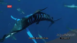 Marlin sailfish feeding on bait ball in deep blue ocean UW