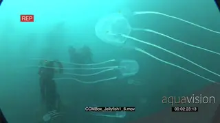 School of Box Jellyfish swimming underwater in ocean and passing by camera MLS PAN