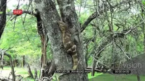 Rock Monitor falling off from a tree