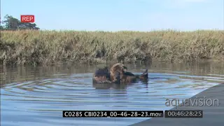 Sea Otter mother with young cleaning grooming while floating Estuary DAY MS