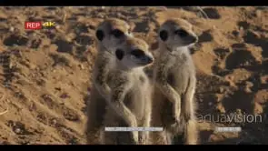 Close up shot of three juveniles Meerkat fearful as they keep watch.