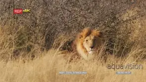 Male lion lying in grass facing camera