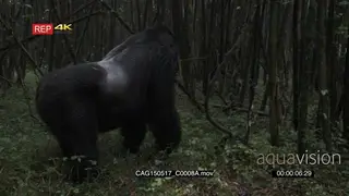 Mountain Gorilla standing in forest eating a little then walking away MLS PAN LS HAND