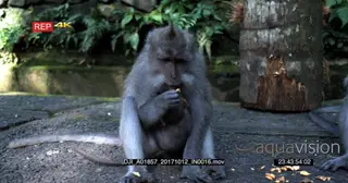 Two adult Balinese long tailed monkey eating a sweet potato with a baby suckling from the.