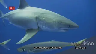 Great White Shark gently approaching and swimming in Deep blue ocean AmCam UW