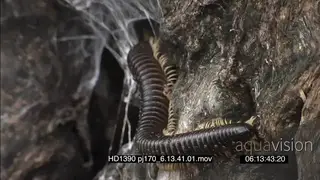 Millipede moving along tree bark into rotten opening with webs on entrance way MCU