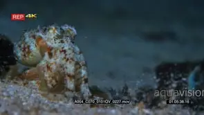 Close up shot of Veined octopus or coconut octopus that enters frame carrying a white…