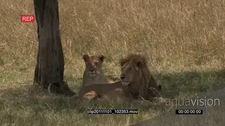 African Lion and Lioness laying down on grass looking around 2S LS
