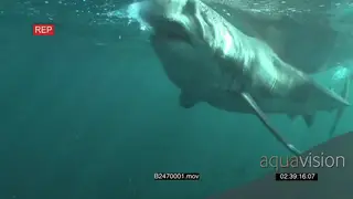 Great white shark swimming underwater tries to bite the bait but fails and misses it in.