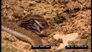 Rhombic Egg-eater feeding on an egg with mouth wide open and swallowing, CU.