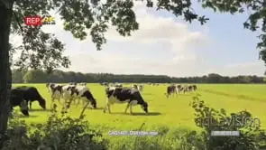 Cattle walking grazing and laying down on a farm WS TL