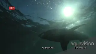 Great white shark gently swimming underwater in ocean passing over camera LA HAND