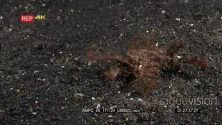 Side view of an Ambon scorpionfish, Pteroidichthys amboinensis using the camera lights at.