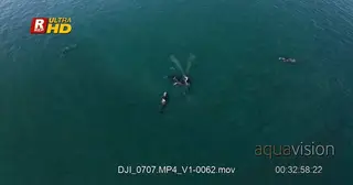 Pod of Southern Right Whales mating and courtship behaviour, V-Shaped blow.