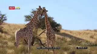 close up shot of two giraffes knocking with their necks and shoving with their hips.