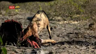 African Wild dog feeding on a kudu kill and pulling, midday.