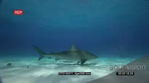 Tiger Sharks swimming between Scuba Divers UW