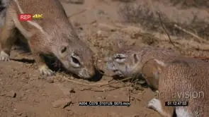 close up shot of a male cape cape ground squirrel xerus inauris sniffing another and then.