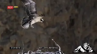 Juvenile Ospreys standing moving in a nest and one flying then landing HA MLS TU TD