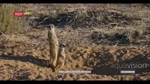 Meerkat mother warming her tummy and keeping watch as her juvenile meerkat sit close to.