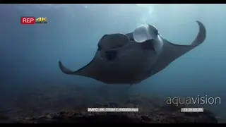 Female manta ray swimming towards camera and float right above the camera touched camera.