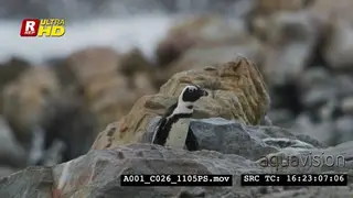 African Penguin waddling, standing and looking around searching.
