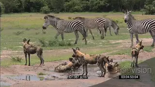 African Wild Dog pack resting in rain puddles social behaviour walking towards Zebras.