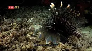 Lionfish hunting at night