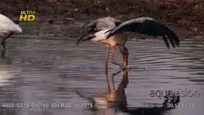Yellowbilled Stork walking, searching and foraging for aquatic food and spreading wings.