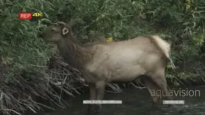 Elk Calf standing in river grazing on bushes MLS