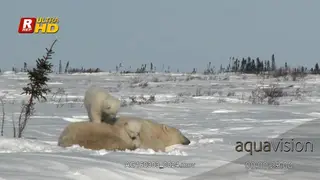 Adult female Polar bear laying down, resting and cubs biting, play fighting.