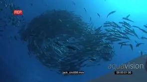 School of Giant Kingfish with Black Triggerfishes and Estuary Perches swimming in a…