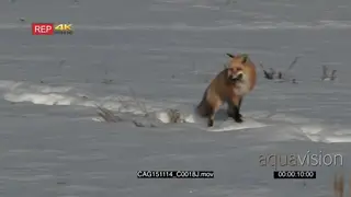 Red Fox walking and looking around on prairie alert LS PAN