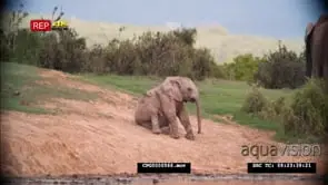 African Elephant Calf Waking up and Walking past the Herd and follows another Calf