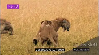 Spotted hyena and Lion interaction sequence