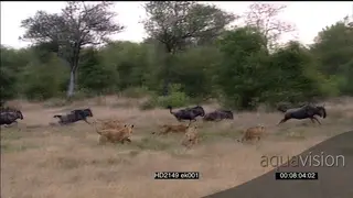 African Lion pride stalking and chase Wildebeest herd